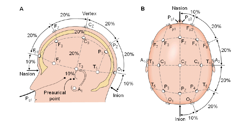 Figura 3 - Disposizione degli elettrodi nel sistema 10-20. Affinché sia misurata una variazione di potenziale elettrico, è necessario definire un livello zero.