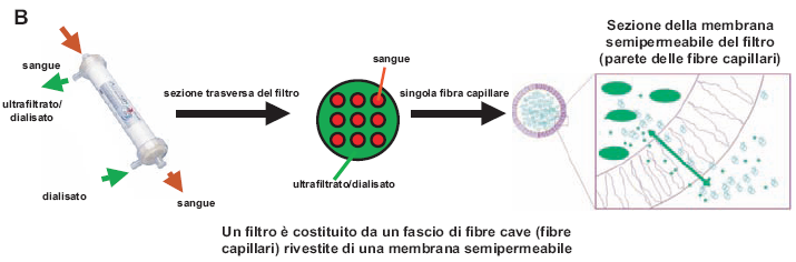 MECCANISMO DI ULTRAFILTRAZIONE PRODUZIONE DI ACQUA PLASMATICA (SOLVENTE) DA SANGUE INTERO L ULTRAFILTRATO