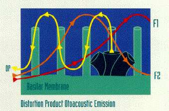 cellule ciliate esterne: spontanee