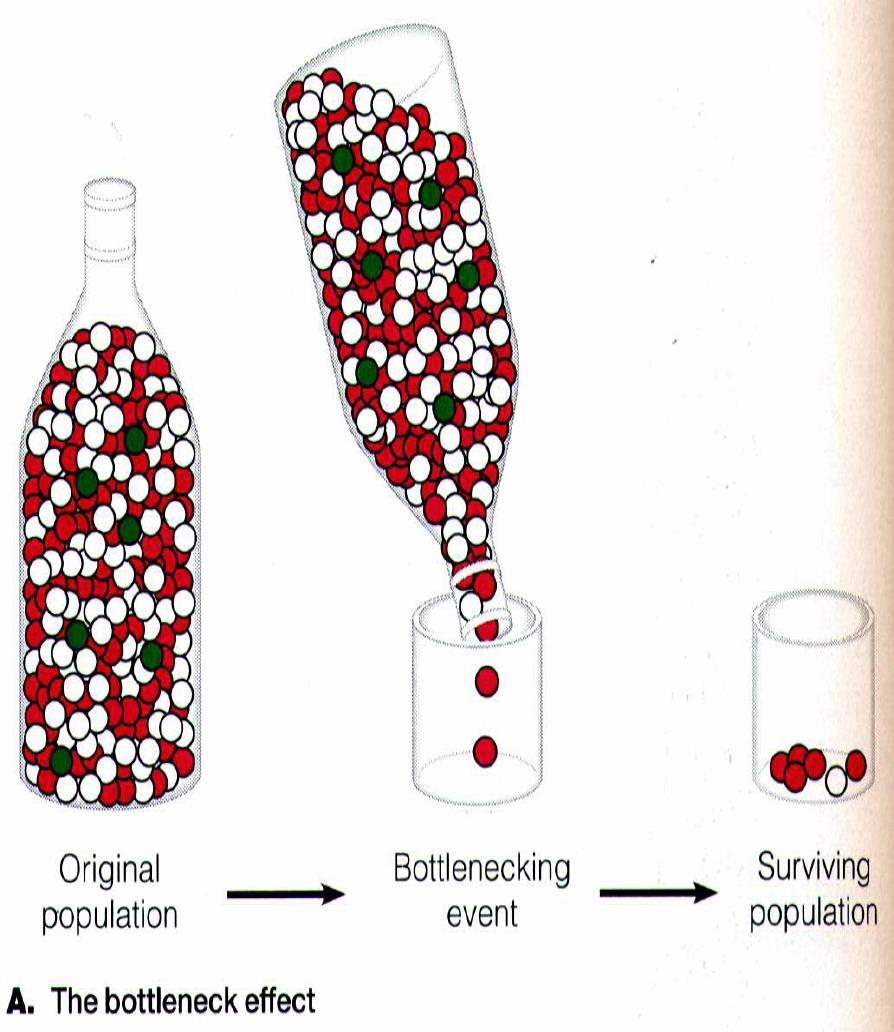 Cause della deriva genetica EFFETTO COLLO DI BOTTIGLIA (Bottleneck) Si ha quando una popolazione si trova in condizioni sfavorevoli che