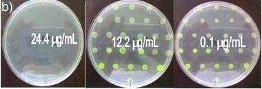 Phenotypic tests agar dilution Antibiotic is incorporated into agar in doubling concentrations.