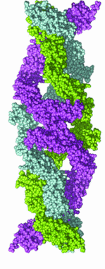 La VE-caderina non è solo colla La VE-caderina è anche una proteina transmembrana, infatti, all interno della cellula, media il funzionamento di altre proteine come la β-catenina e l actina.