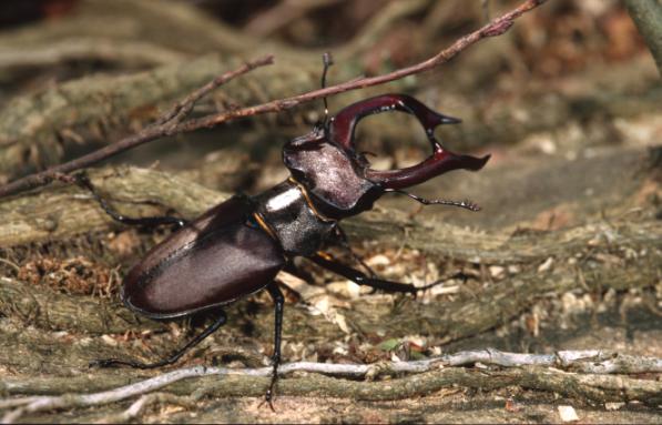 sensibilità dei cittadini alle tematiche di conservazione della natura.