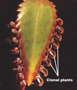 PROPAGAZIONE VEGETATIVA riproduzione asessuale cactus opuntia bigelovii