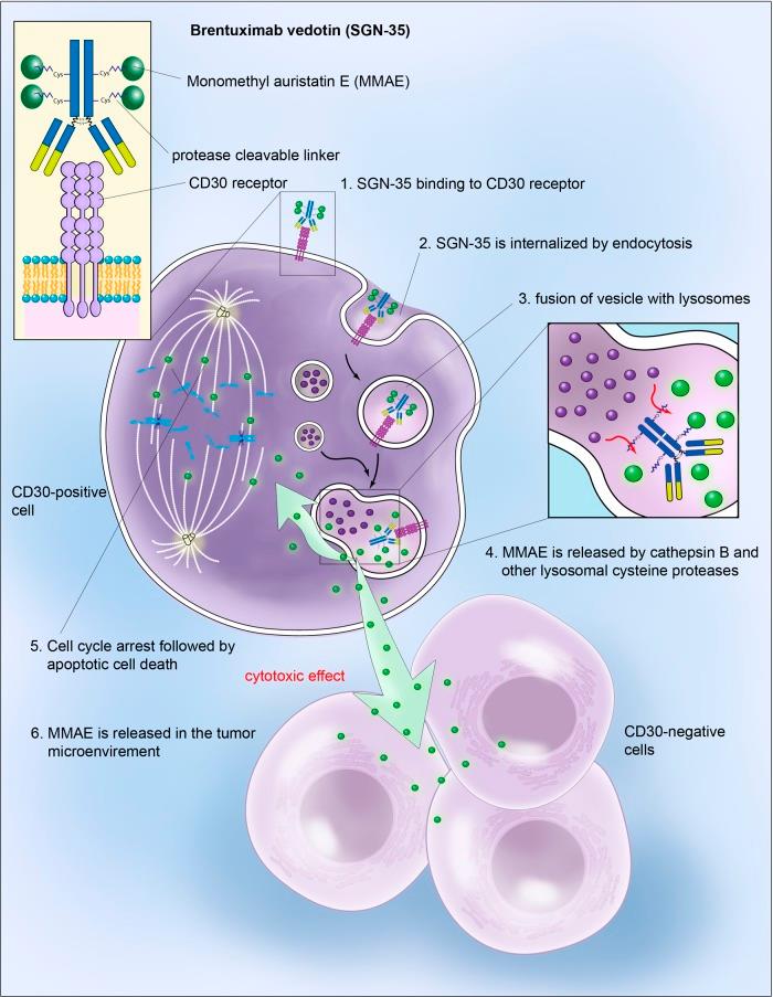 Brentuximab Vedotin in