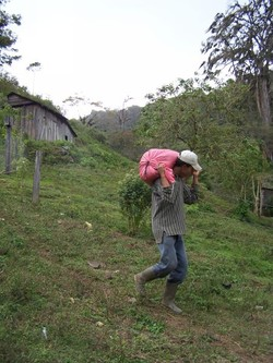 Con il cambio climatico l'arabica sparirà?