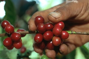 Le varietà e le origini danno personalità a un caffè La pianta del caffé, tra un albero e un arbusto della varietà genere Coffea (Rubiaceae), arriva a misurare alcuni metri di altezza e si sviluppa
