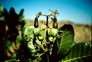 All'interno del genere Coffea sono identificate molte specie, ma commercialmente le più diffuse sono due: arabica e robusta.