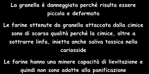 CIMICI DEL FRUMENTO Aelia rostrata Attacca le spighe appena formate e succhia la linfa La granella è danneggiata perché risulta essere piccola e deformata Le farine ottenute da granella