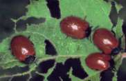 attacca pioppo e salice compie 2-3 generazioni/anno sverna l adulto tra le foglie sul terreno larve e adulti sono defogliatori le giovani piante in