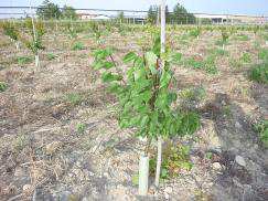 Nota Tecnica L ALLEVAMENTO A VASETTO DELL ALBICOCCO di Michele Troiano Pianta dopo la prima cimatura di maggio Molte delle cultivar di albicocco presentano un portamento assurgente, una vigoria