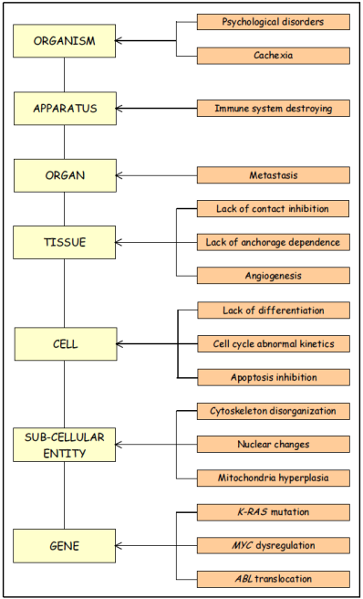 livello cellulare: 10 2-10 3 sec (mitosi) - a livello fisiologico: 10 8 sec (progressione del cancro) fallimento dell approccio