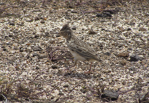 Allodola beccocurvo. La sottospecie dell arcipelago è boavistae 46) Allodola passero capinera Black-crownerd Sparrow-Lark Eremopterix nigriceps.