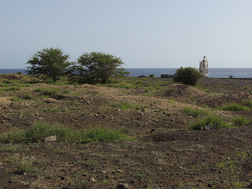 5) Petrello di Fea Fea s Petrel Pterodroma feae feae. Questa sottospecie nidifica solo a Capo Verde; la sottospecie desertas nidifica a Desertas, nell arcipelago di Madera.