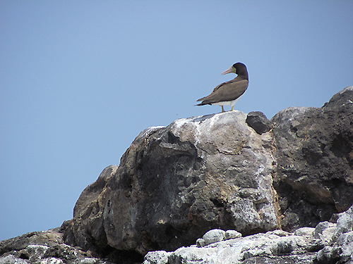 La regione meridionale di Boavista. Di fronte alla spiaggia, non visibile, l isolotto di Curral Velho, dove si trova la colonia di Fregate magnifiche 8) Sula fosca Brown booby Sula leucogaster.