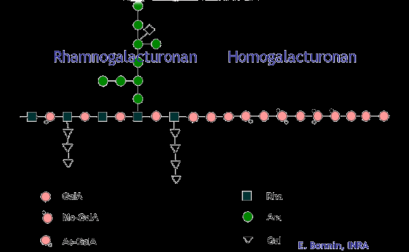 Esistono due tipi di catene: Omogalatturonano catena di unità di acido -D-galatturonico unite mediante legami glicosidici -1,4. Circa il 60-70% delle unità di galatturonato è esterificato: 1.