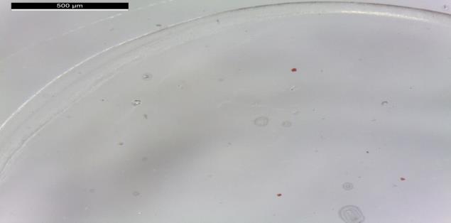 Sui provini preparati sono stati condotti i test di micro-campionamento, utilizzando i dispositivi progettati, per un totale di 162 micro-campionamenti.