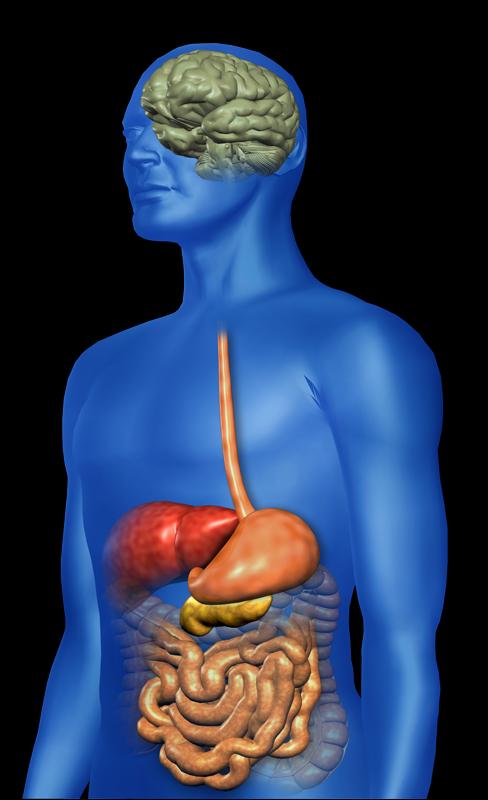 Nuovi siti d azione nel trattamento del DM2 Asse enteroinsulare GLP-1 secreted