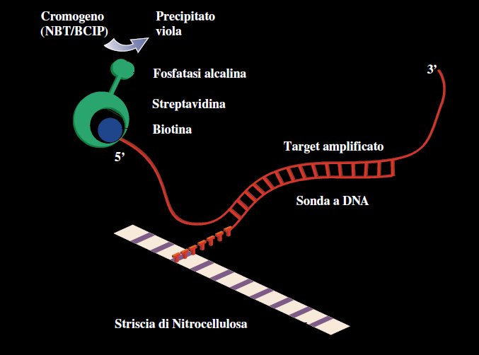 Metodiche basate su ibridazione inversa e rilevazione colorimetrica INNOLiPA