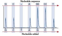 Step 5 Addition of dntps is performed sequentially.