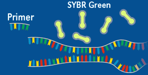 SYBR GREEN All inizio del processo di amplificazione, la miscela di