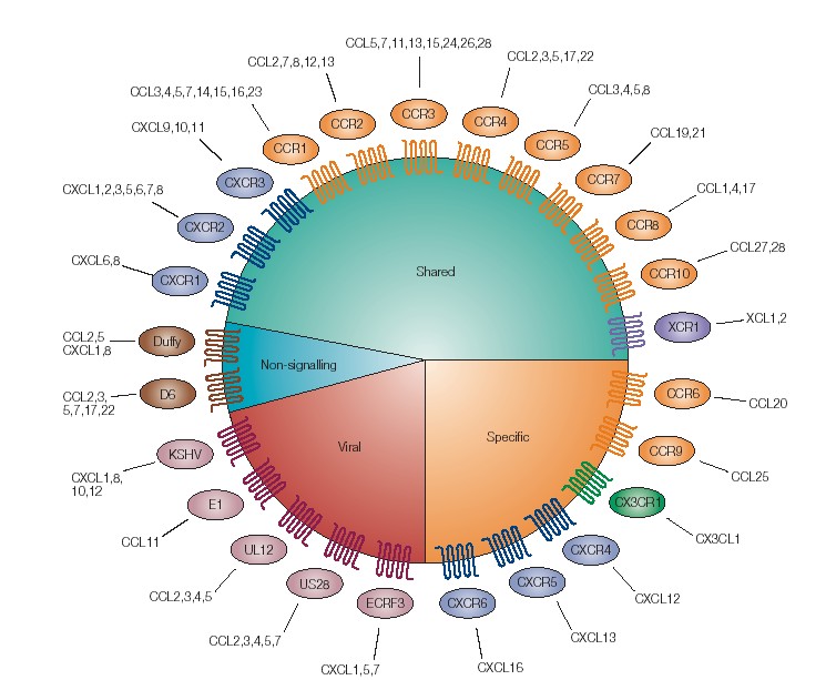 Recettori chemochine Recettori 7TM 19 recettori suddivisi in 4 gruppi