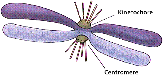 TELOMERI INVECCHIAMENTO CELLULARE