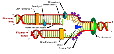 Ciascuno dei due filamenti di DNA funge da stampo per la sintesi di un filamento complementare, rispettando le regole di appaiamento delle basi (A-T e C-G) FORCELLA DI