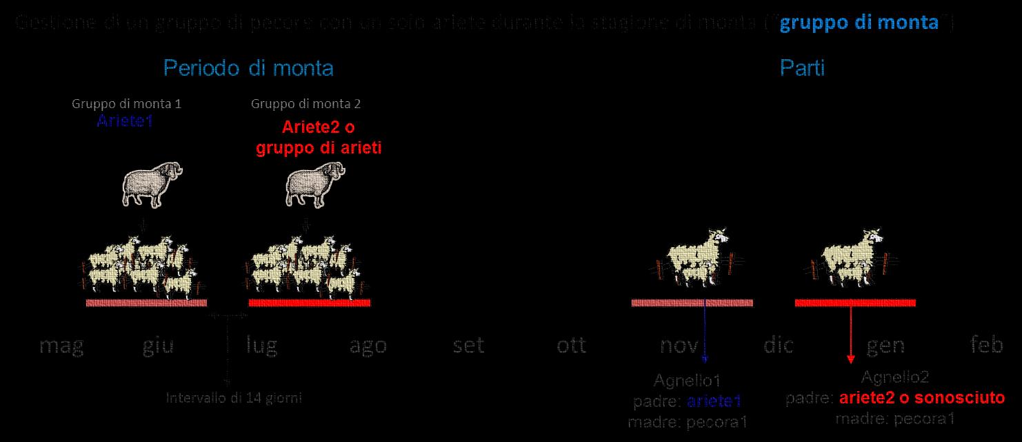 Analisi genomica arieti e pecore (chip adattato