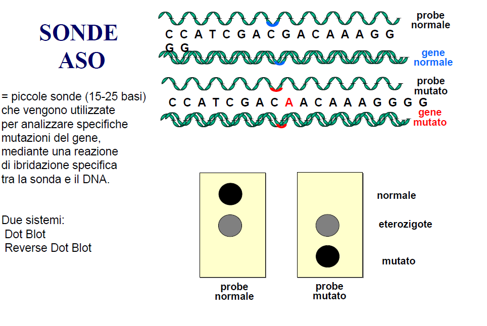 oligonucleotidi allele-specifici (ASO) SONDE PICCOLE 15-25 BASI specifiche per singola