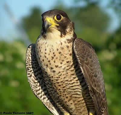 Il falco pellegrino è uno dei più straordinari cacciatori del mondo. Caccia specialmente uccelli come piccioni e colombacci.