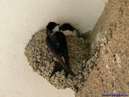 Il balestruccio Il balestruccio è lungo fino a 14 cm, si differenzia dalla rondine per l ampia fascia bianca, sulla groppa la gola bianca e la coda corta poco forcuta.