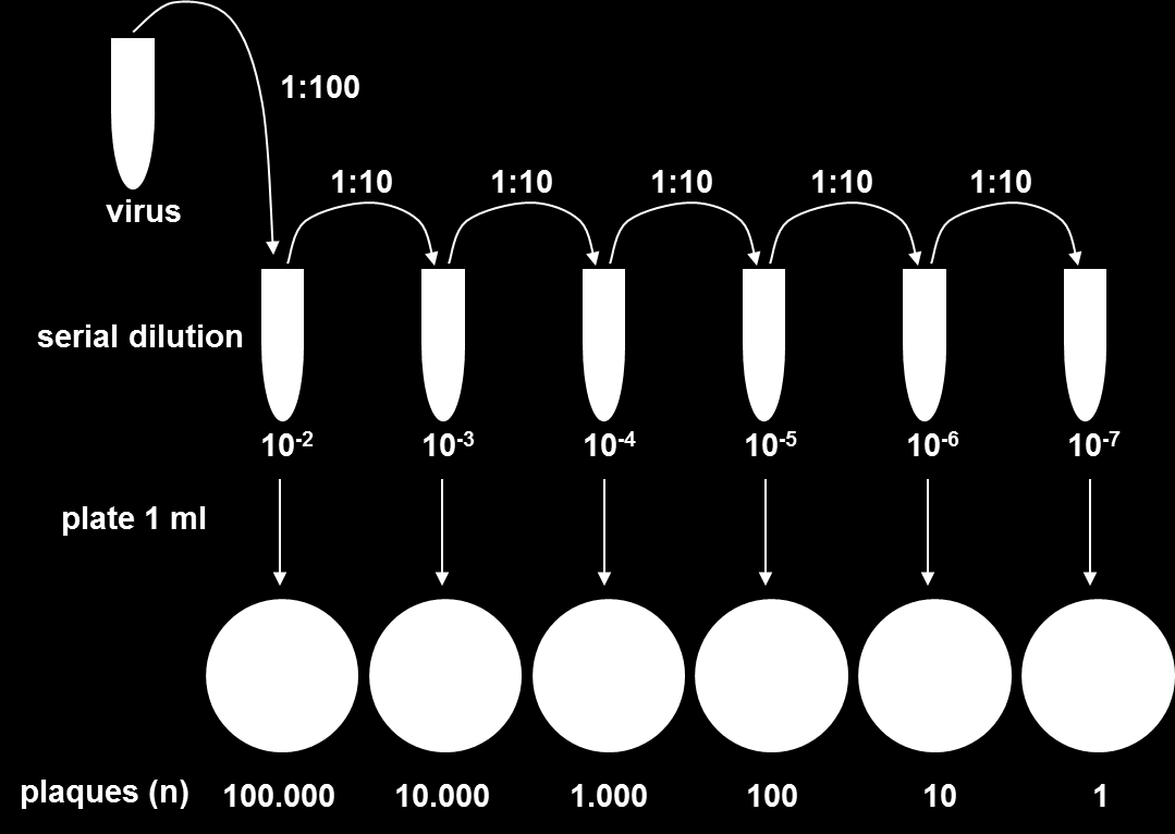 (fattore diluizione) = 1 x 10 7 ufp/ml Fields Virology, 4th