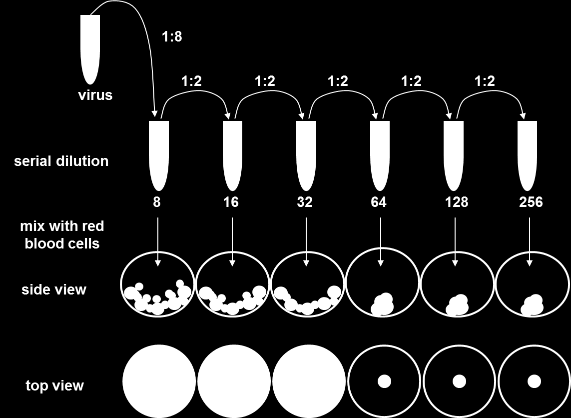 DETERMINAZIONE DEL TITOLO VIRALE SAGGIO DI EMOAGGLUTINAZIONE 1. Allestire diluizioni seriali 2-fold del campione (1:2, 1:4, 1:8, 1:16, ) 2.