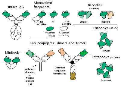 INTRODUZIONE Figura 9: Rappresentazione schematica di una Ig e dei frammenti anticorpali ingegnerizzati 6.