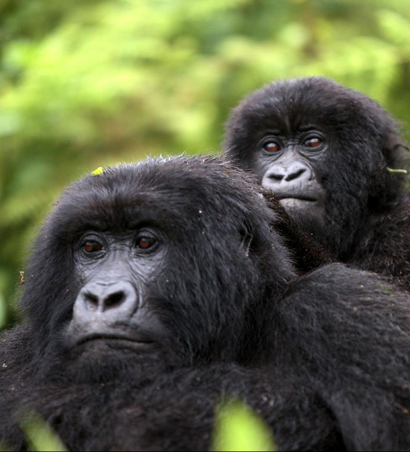 A Kibale potremo osservare gli scimpanzè e poi il trekking/tracking alla scoperta dei gorilla di montagna, i laghi, le foreste e la Rift