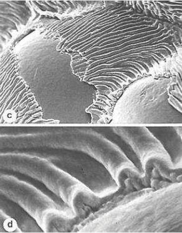 lunga catena) è utilizzata per modificare la composizione chimica delle pareti cellulari di alcuni tessuti tegumentali,