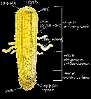 Allontanandosi dall apice vegetativo, superata la zona di determinazione, si trova la zona di differenziamento, dove le cellule sono caratterizzati dall avere processi evolutivi che le portano alla