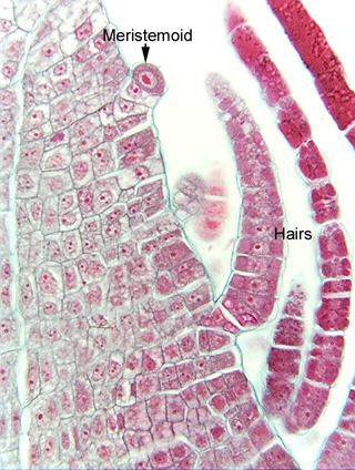 Meristemoidi Sono cellule meristematiche singole o a piccoli gruppi.