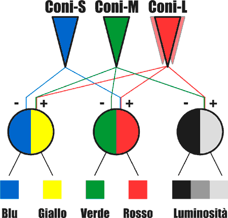 Figura 2.7: Illustrazione schematica della teoria dei processi opposti. 2.5 Le vie ottiche centrali Le vie ottiche sono essenzialmente i canali attraverso i quali l immagine registrata dall occhio viene trasmessa al cervello.