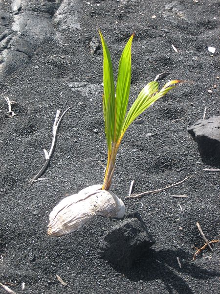 Noce di Cocco Media globale dell impronta dell acqua per un chilogrammo di noce di cocco: 2.500 litres.