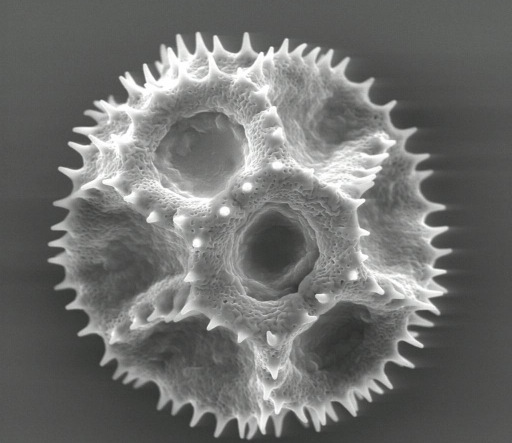 Figura 2- Elementi del polline Al microscopio ottico e ancor più al microscopio elettronico a scansione la parete dei granuli pollinici appare variamente sculturata (Popek, 2002; Punt et al, 2003,