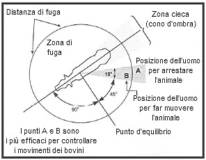 Capire la portata della zona di fuga rende possibile ottimizzare le manovre di governo della mandria: è infatti possibile indirizzare gli animali nella direzione desiderata basandosi sull'angolo di