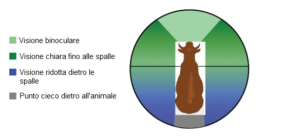 Fig. 1: percezione dei movimenti nell'uomo e nel bovino (Dimberton 1999) La forte sensibilità alla luce degli occhi dei bovini è il risultato del loro stile di vita crepuscolare : questo significa