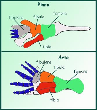 L ARTO Tetrapode significa 4 arti: due anteriori (formati ognuno da braccio, avambraccio e mano) e due posteriori (formati da coscia,