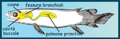 LE COANE I primitivi Sarcopterigi sono anche detti coanoitti per indicare che le narici non sono a fondo chiuso, ma comunicano con la faringe tramite due aperture, le coane, che mettono in