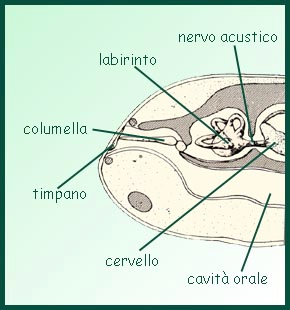 I SENSI Nei tetrapodi, oltre all'organo statico dell'equilibrio, che risiede nell'orecchio interno, si forma l'orecchio medio, chiuso esternamente dalla membrana del timpano.