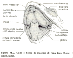 L APPARATO DIGERENTE Gli Anfibi, in genere, hanno una bocca larga munita di piccoli denti; è presente una lingua carnosa che, negli Anuri, può essere estroflessa in avanti.