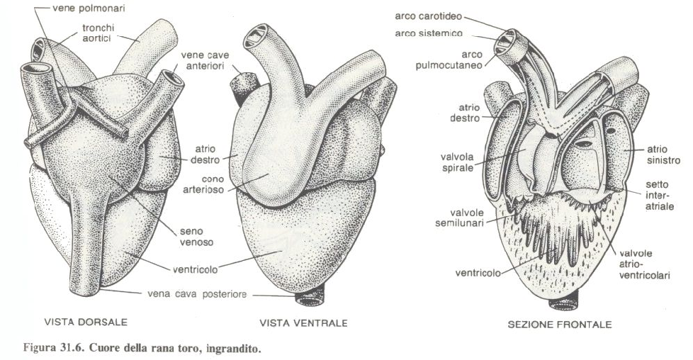 IL CUORE Il cuore degli Anfibi è triloculare. Il sangue che proviene dai polmoni si accumula nell atrio sinistro.