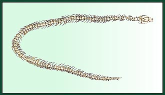 GYMNOPHIONA Ordine Gimniofioni (Apodi): vermiformi con numero di vertebre che può raggiungere le 200, privi di arti e cinti, capo ricoperto da osso, pelle liscia e spesso
